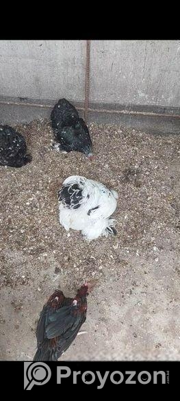 গাছের জন্য প্রয়োজনীয় সার-শুকনো মুরগীর বিষ্ঠা