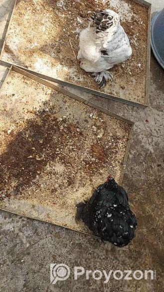 গাছের জন্য প্রয়োজনীয় সার-শুকনো মুরগীর বিষ্ঠা