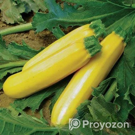 স্কোয়াস বীজ