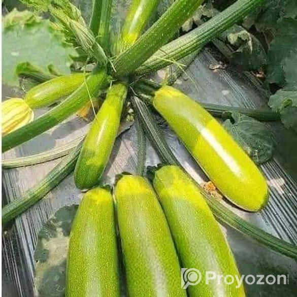 স্কোয়াস বীজ