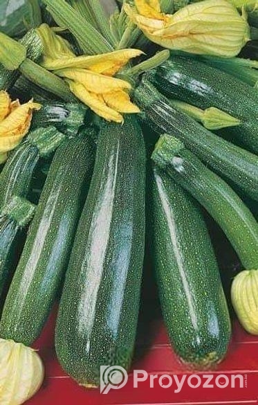 স্কোয়াস বীজ