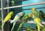 Budgerigar 4 Pices Adult