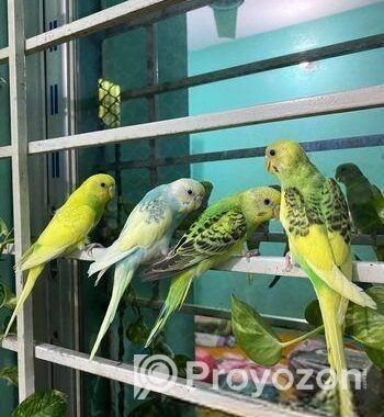 Budgerigar 4 Pices Adult