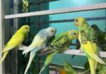 Budgerigar 4 Pices Adult