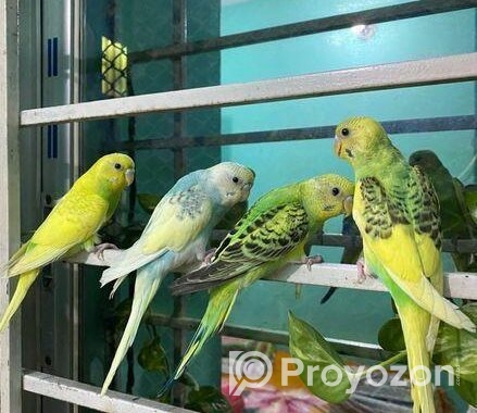 Budgerigar 4 Pices Adult