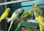 Budgerigar 4 Pices Adult