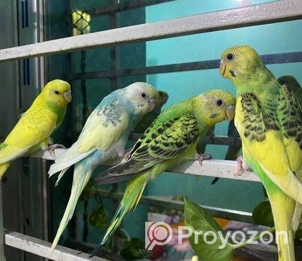 Budgerigar 4 Pices Adult