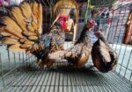 গোল্ডেন সেব্রাইট – Golden Sebright