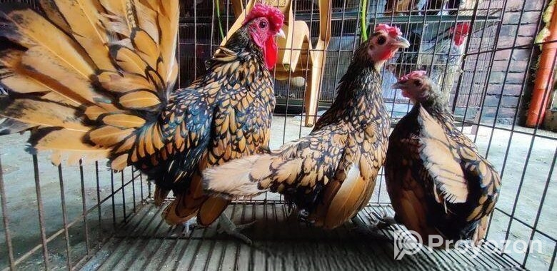 গোল্ডেন সেব্রাইট – Golden Sebright