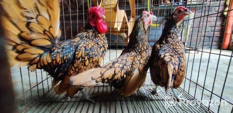 গোল্ডেন সেব্রাইট – Golden Sebright