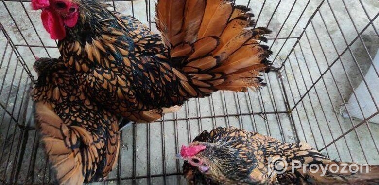 গোল্ডেন সেব্রাইট – Golden Sebright