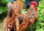 Golden Sebright – গোল্ডেন সেব্রাইট