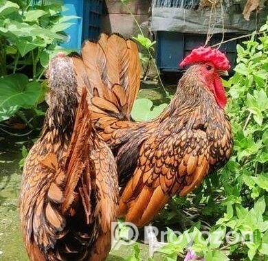 Golden Sebright – গোল্ডেন সেব্রাইট
