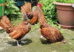 Golden Sebright – গোল্ডেন সেব্রাইট