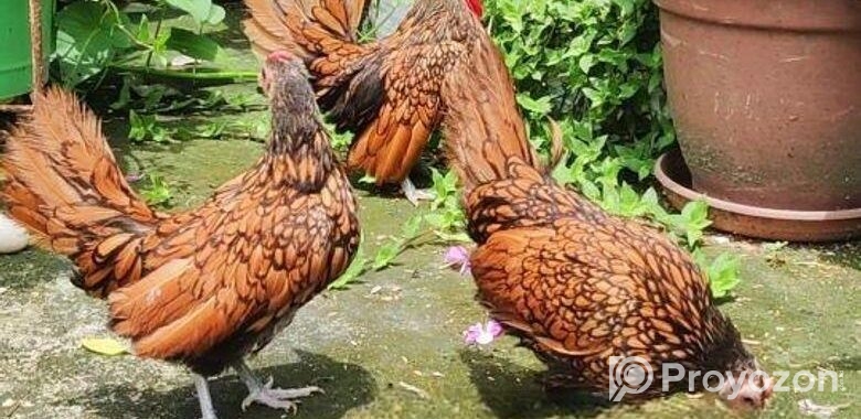 Golden Sebright – গোল্ডেন সেব্রাইট