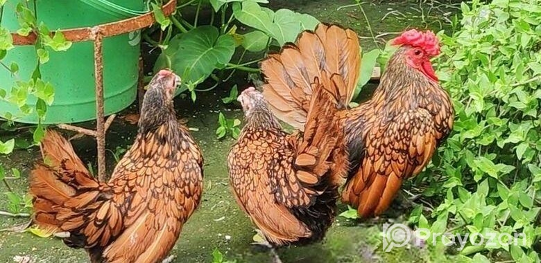 Golden Sebright – গোল্ডেন সেব্রাইট