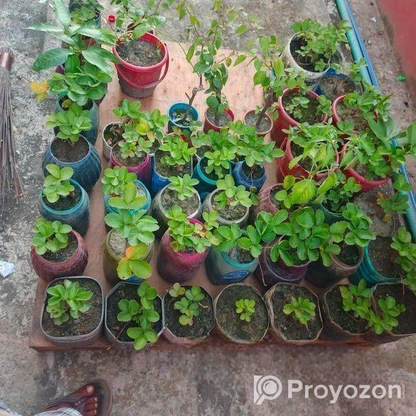 স্ট্রবেরি মাদার প্লান্ট