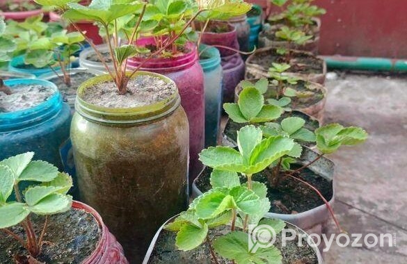 স্ট্রবেরি মাদার প্লান্ট