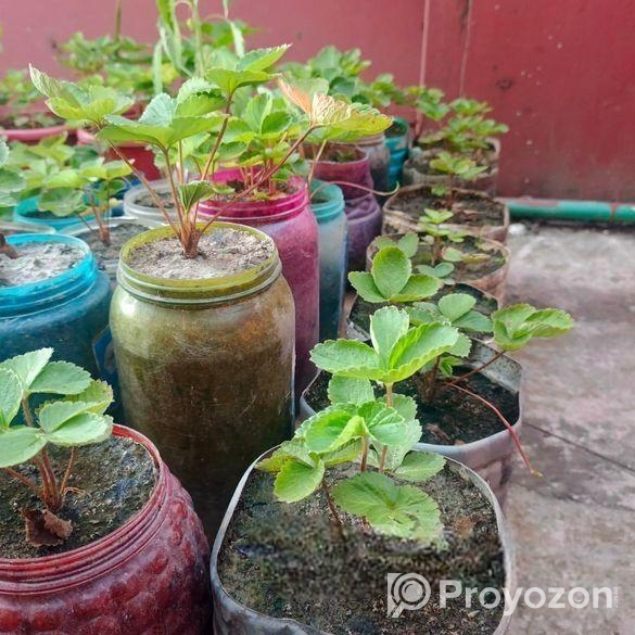 স্ট্রবেরি মাদার প্লান্ট