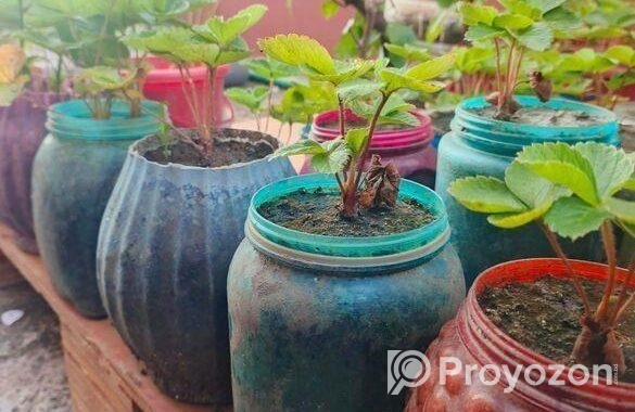 স্ট্রবেরি মাদার প্লান্ট