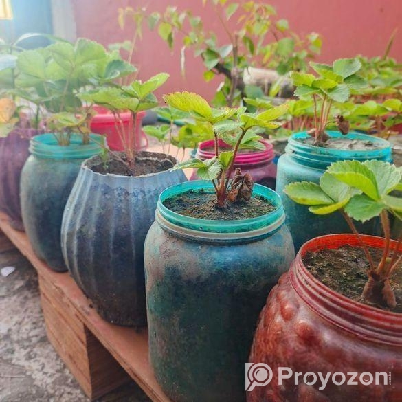 স্ট্রবেরি মাদার প্লান্ট