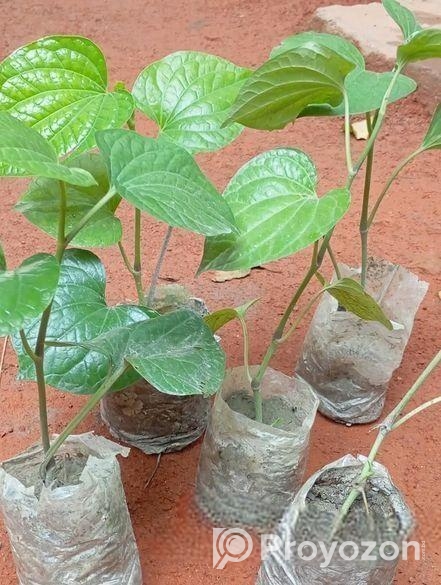 চুইঝালের চারা