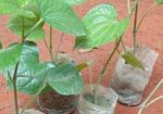 চুইঝালের চারা