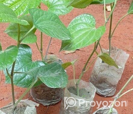 চুইঝালের চারা