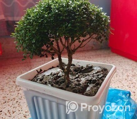 Tree sell