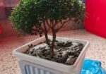 Tree sell