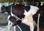 ৩৫৫নং বেশী দুধের গাভী বিক্রয় ।