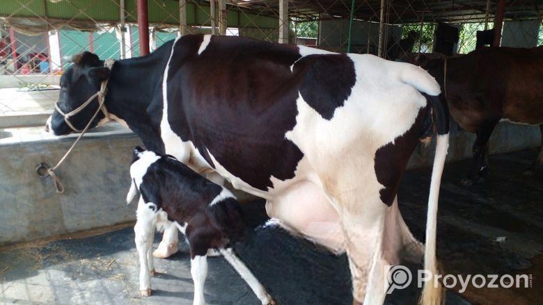 ৩৫৫নং বেশী দুধের গাভী বিক্রয় ।