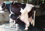 ৩৫৫নং বেশী দুধের গাভী বিক্রয় ।