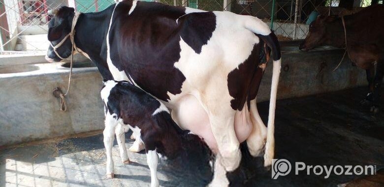 ৩৫৫নং বেশী দুধের গাভী বিক্রয় ।