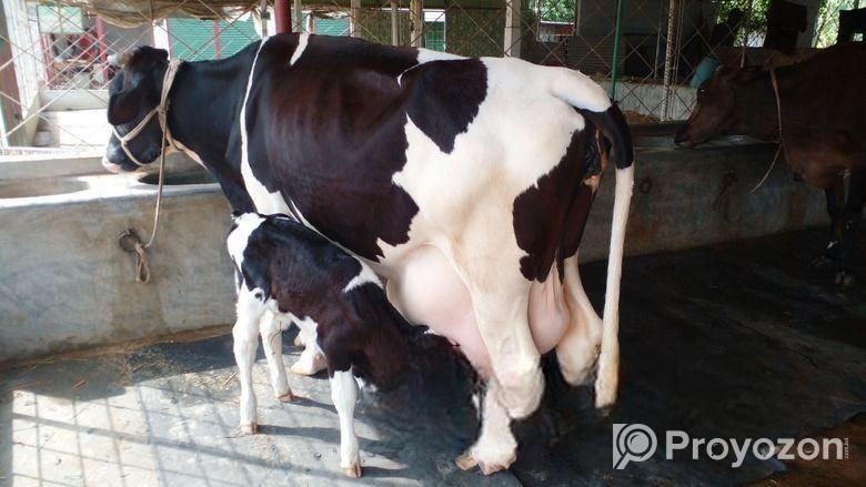 ৩৫৫নং বেশী দুধের গাভী বিক্রয় ।