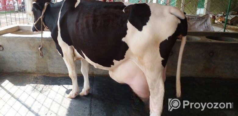 ৩৫৫নং বেশী দুধের গাভী বিক্রয় ।