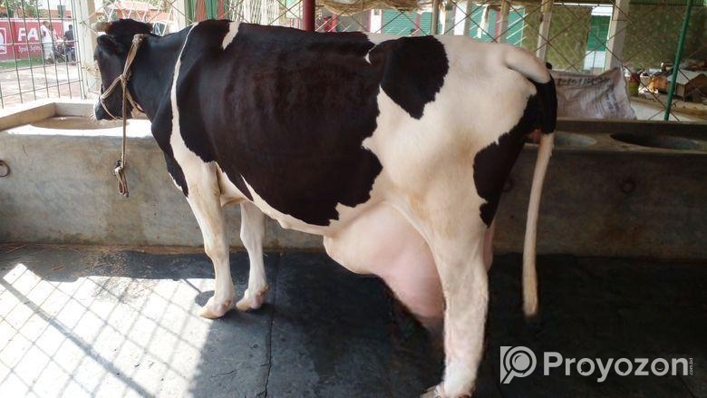 ৩৫৫নং বেশী দুধের গাভী বিক্রয় ।