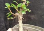 Bonsai
