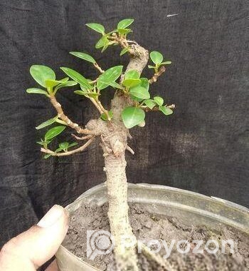 Bonsai