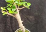 Bonsai
