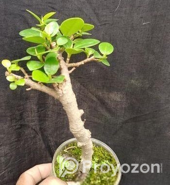 Bonsai