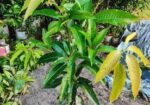 কাটিমন চারা