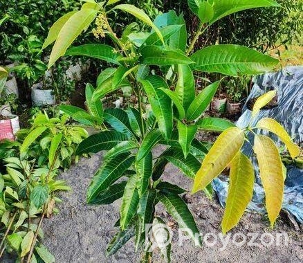 কাটিমন চারা