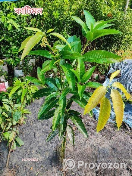 কাটিমন চারা