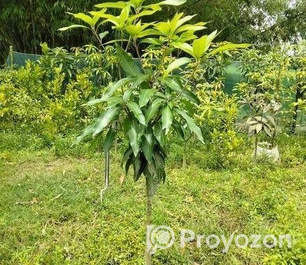 কাটিমন চারা
