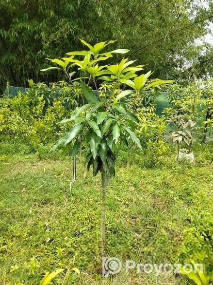 কাটিমন চারা