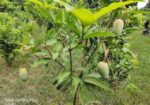 কাটিমন চারা