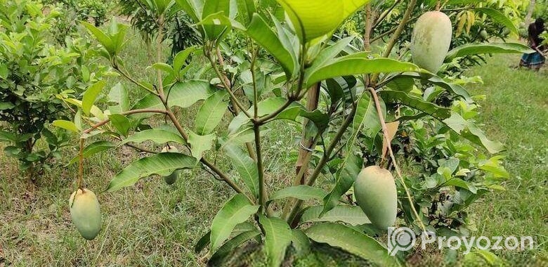 কাটিমন চারা