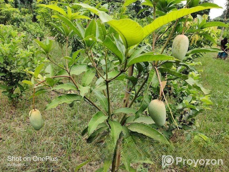 কাটিমন চারা