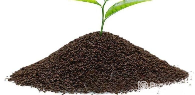 চা পাতা